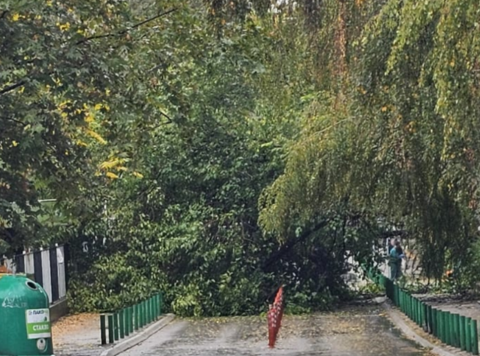 Дрвја паднаа кај влезот на основното училиште „Киро Глигоров“ во Капиштец