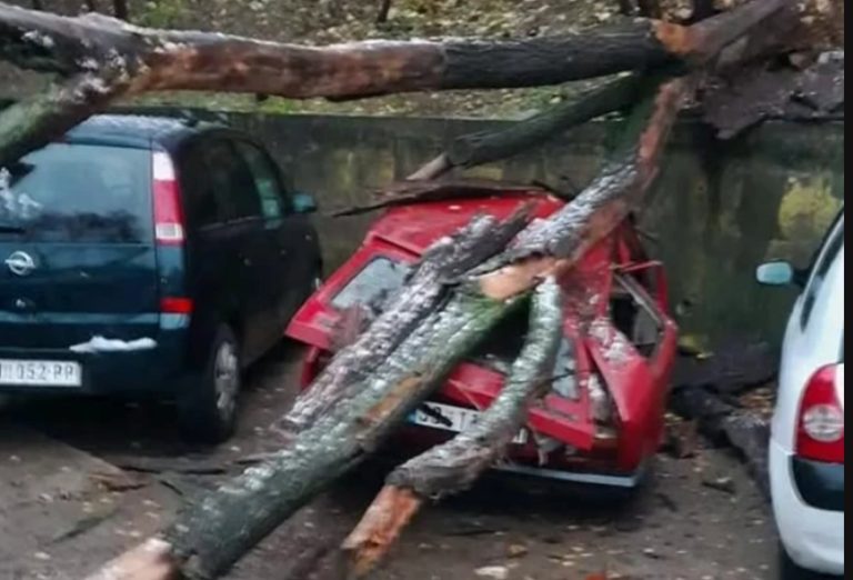 Југото згужвано како лименка: Дрво се урна над автомобилот од кој не остана ништо
