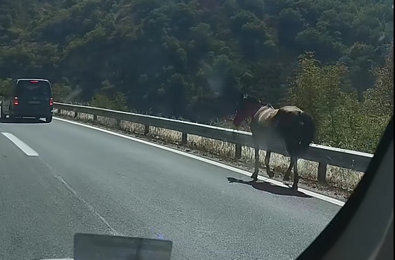 (ВИДЕО) Македонија и се е можно – среде автопат шета коњ: Странските возачи во шок и неверување